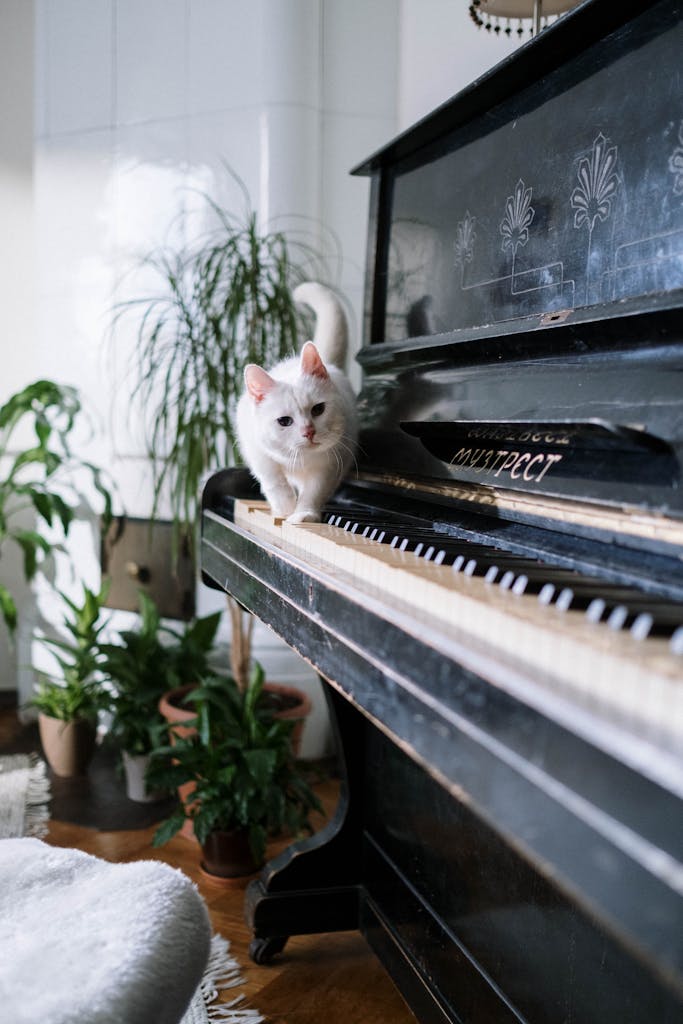 Cute white cat walking on a vintage piano in a cozy indoor setting with plants.