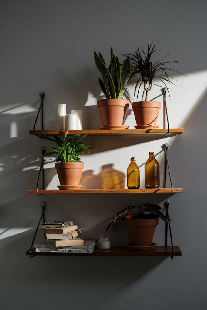 Stylish plant and book display on wooden shelves with warm natural lighting.